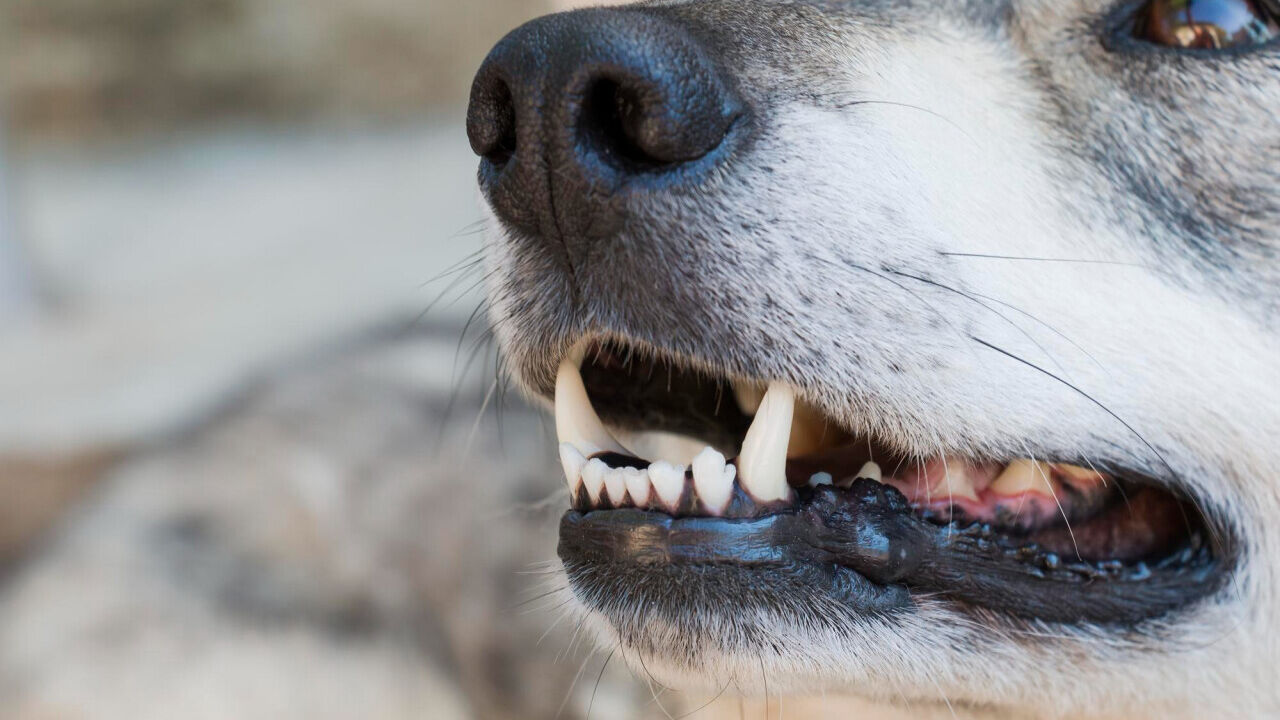 Jak dbać o zęby u psa?